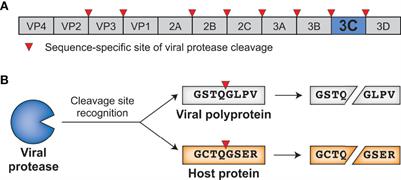 Running With Scissors: Evolutionary Conflicts Between Viral Proteases and the Host Immune System